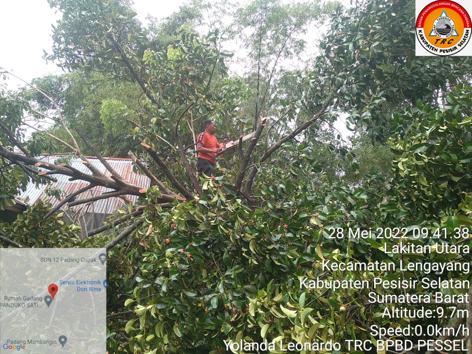 Beberapa Pohon Tumbang di Kabupaten Pesisir selatan