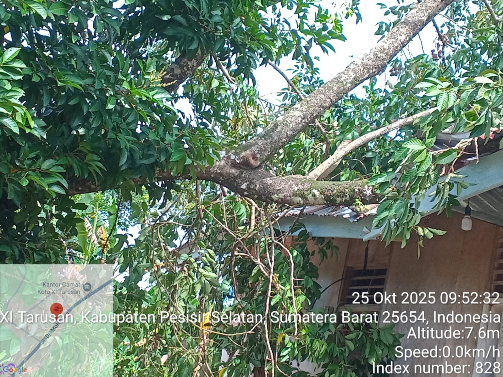 Pohon Tumbang Mengenai Rumah warga Tarusan