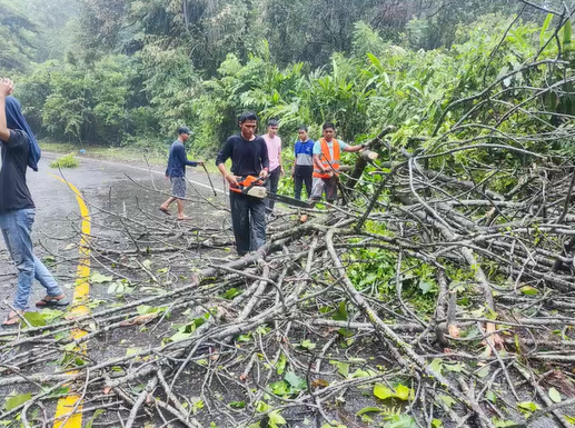 Pohon Tumbang ganggu akses jalan padang painan