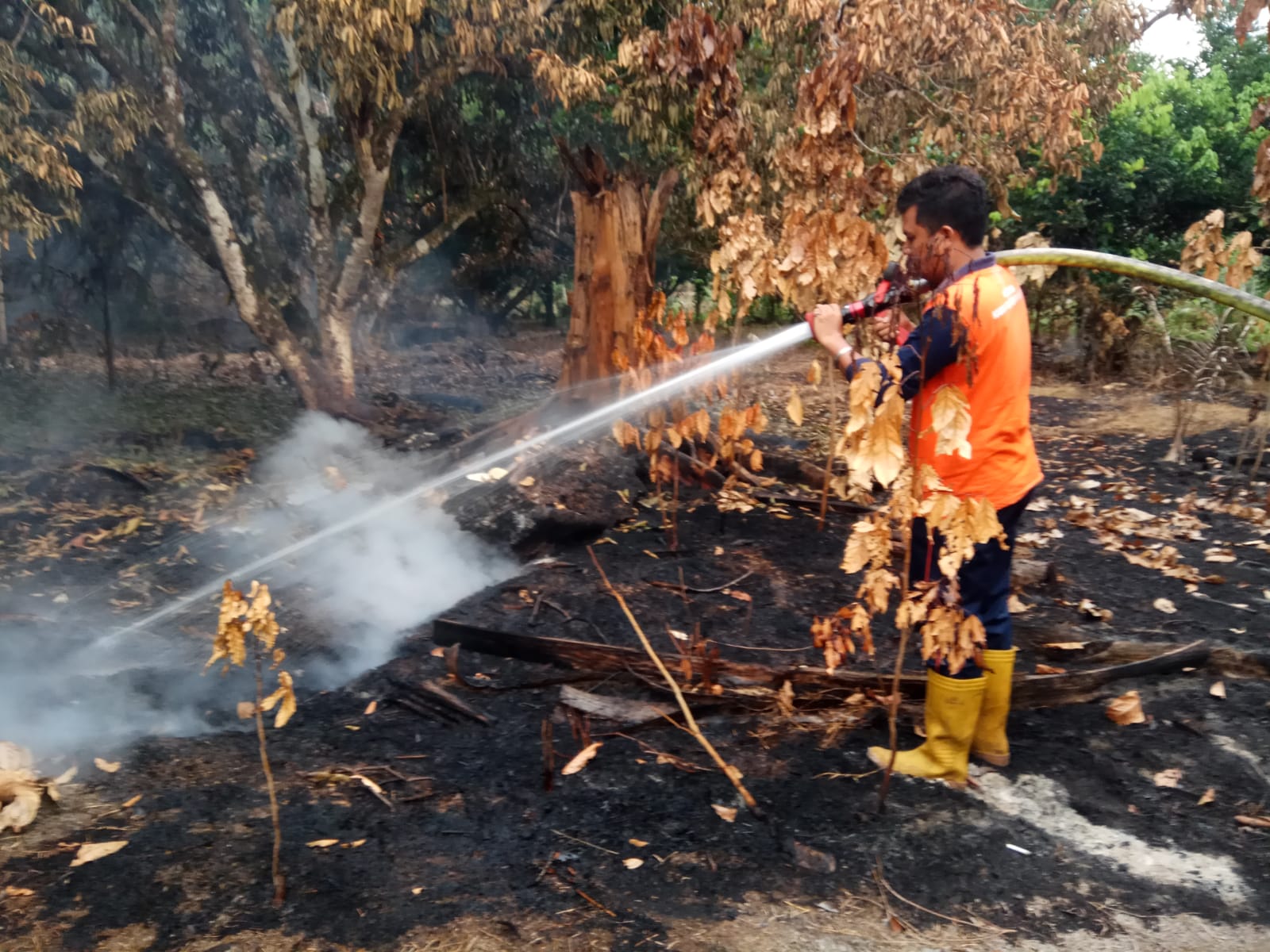 Kebakaran lahan gambut kembali terjadi di kawasan Nagari Batu Hampa
