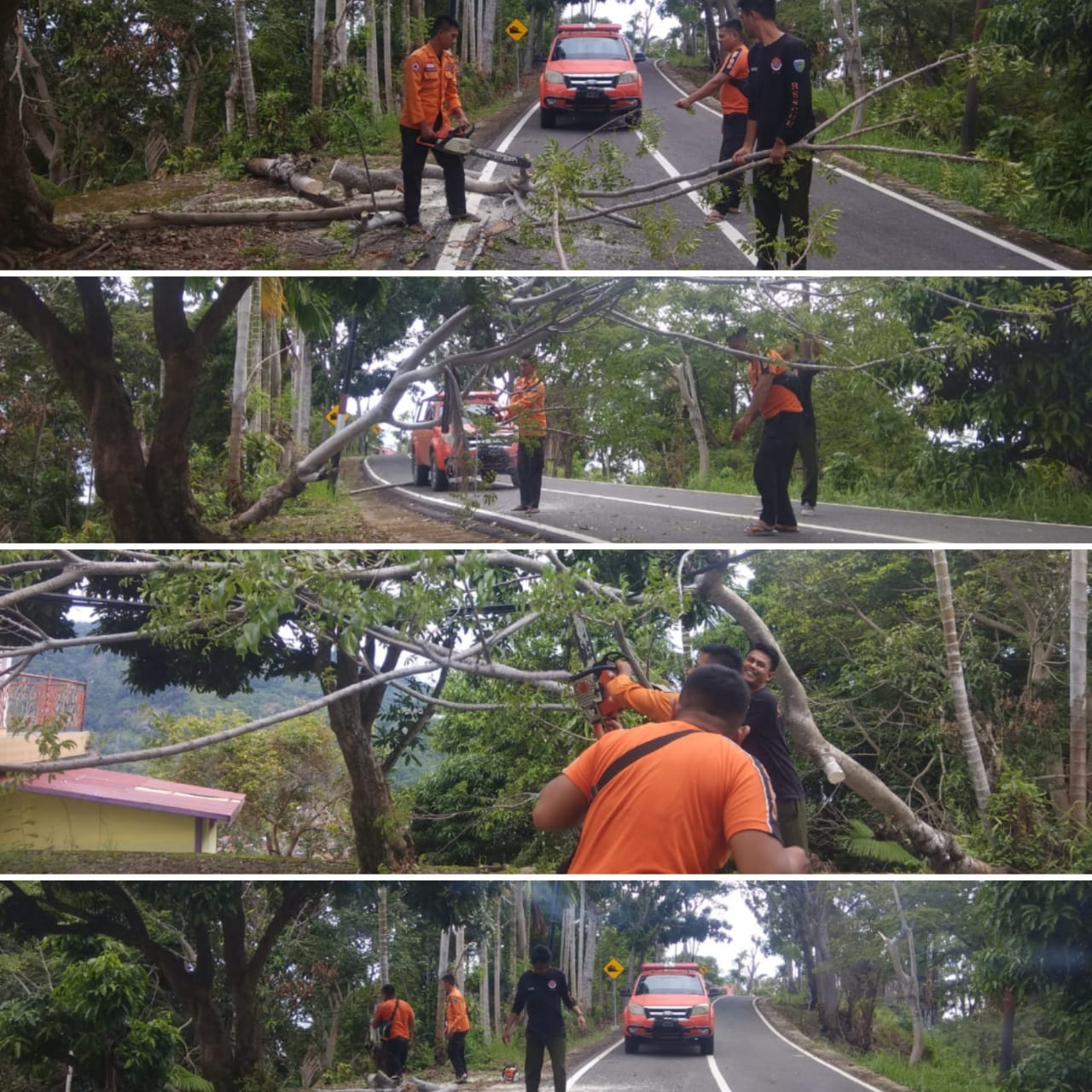 Pohon Tumbang Kembali Hambat Akses Jalan Puncak Langkisau