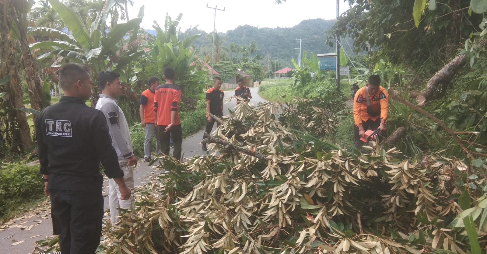 Pohon Tumbang di Bungo Pasang