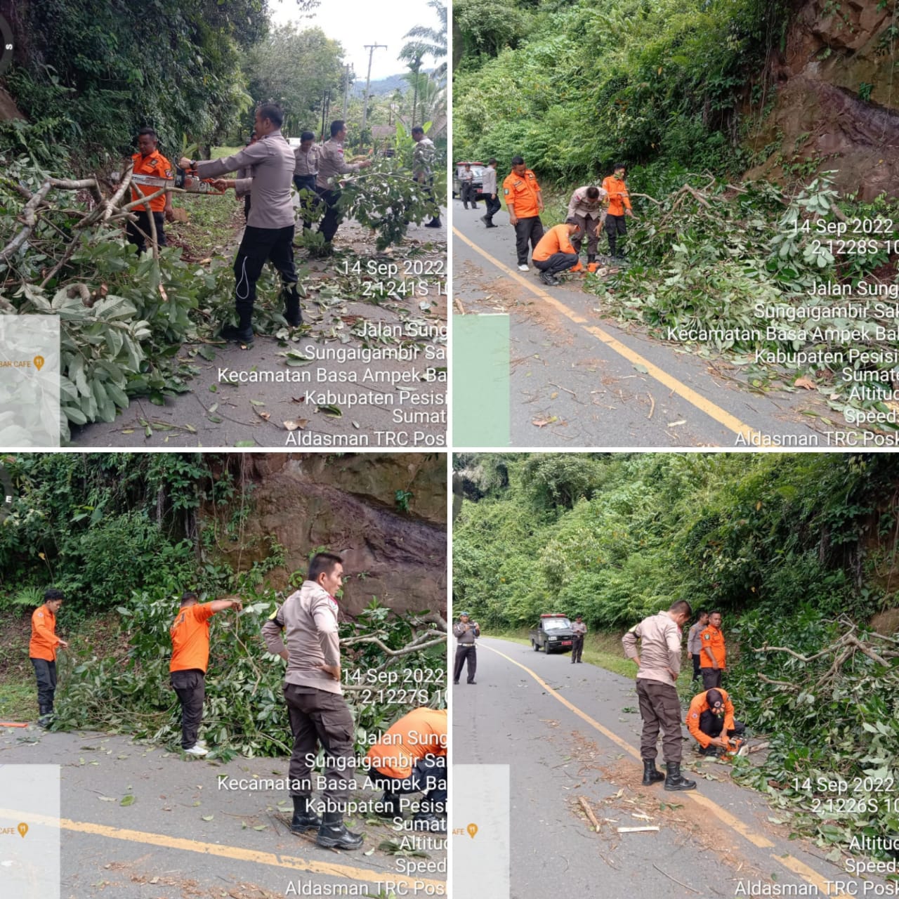 Pohon Tumbang Menimpa Badan Jalan di Nagari Limau Purut Kecamatan Rahul Tapan